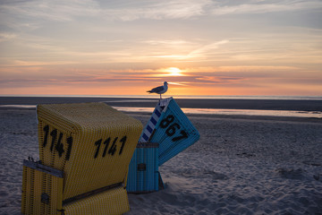 Seagull standing on a beach chair looking into the sunset