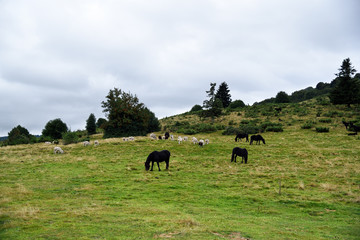 Chevaux en montagne