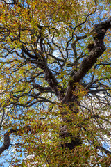 Chestnut tree leaves autumn background Hyde Park London UK autumn natural background