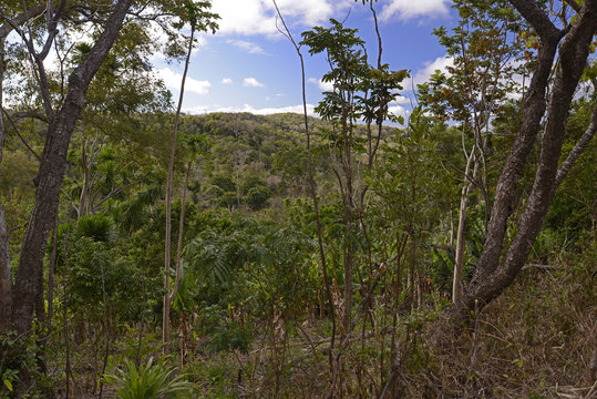 Fototapeta Nationalpark montagne d’ambre in Madagaskar