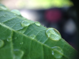 drops on grape leaves