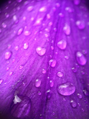 Drops of water on a violet