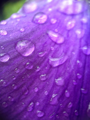 Drops of water on a violet