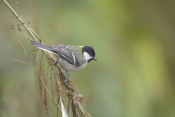 Great Tit,Japanese Tit