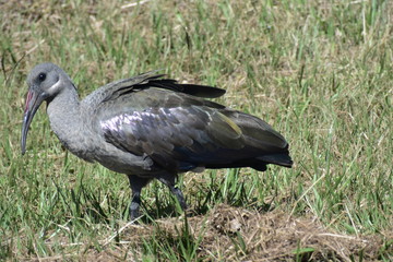 A Big Bird Walks In The Park