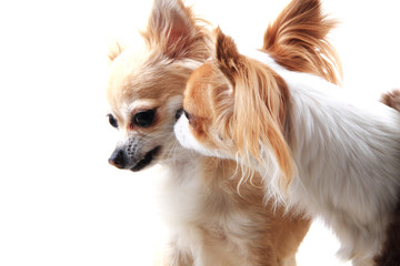 two small chihuahua isolated