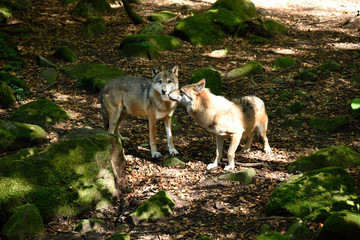 Couple de loups