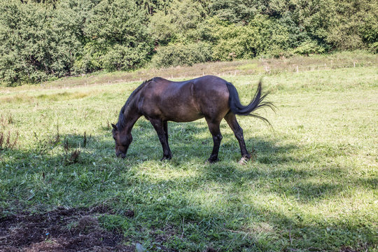 Pferde auf Weide © Dr. N. Lange