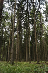 Obraz premium green beautiful forest