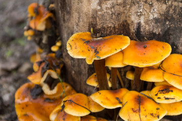 Honey fungus growing on a stump in the forest