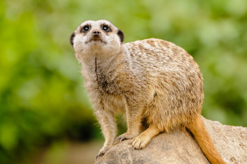 Meerkat or suricate (Suricata suricatta) looking out for predators.