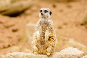 Fototapeta premium Meerkat or suricate (Suricata suricatta) looking out for predators.