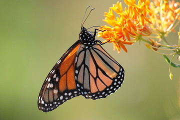 Monarch butterfly on orange milkweed. 