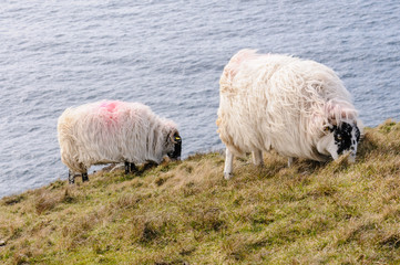 Blackface sheep grazing on the top of a high sea cliff.