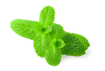 Fresh lemon balm on white background