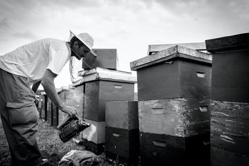 Apiarist, beekeeper is checking bees on honeycomb wooden frame