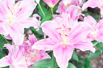 Beautiful pink lily in the nature garden. Pink lily flower bouquet. flowers spring.