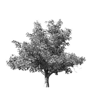 Black and white tree drawing illustration