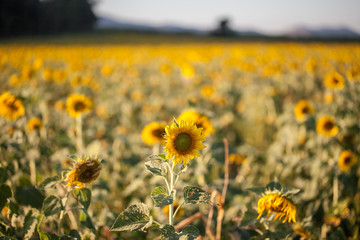 Beautiful sunflower field 