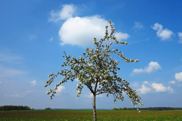 blühender Baum, Apfelbaum