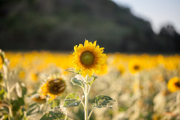 Beautiful sunflower field 