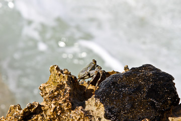 Crabbing around