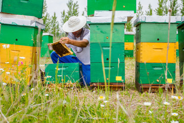 Apiarist, beekeeper is checking bees on honeycomb wooden frame