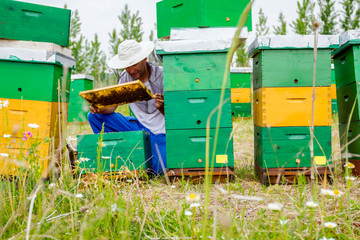 Apiarist, beekeeper is checking bees on honeycomb wooden frame