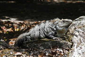 Iguanas of Mexico, easily found all over the island of Cozumel