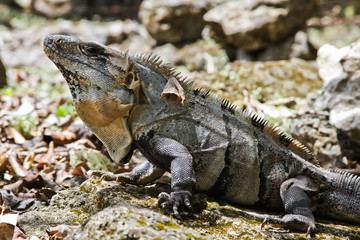 Iguanas of Mexico, easily found all over the island of Cozumel