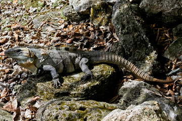 Iguanas of Mexico, easily found all over the island of Cozumel