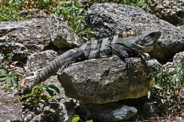 Iguanas of Mexico, easily found all over the island of Cozumel