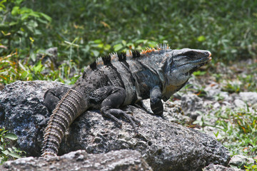 Iguanas of Mexico, easily found all over the island of Cozumel