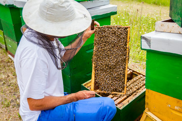 Apiarist, beekeeper is checking bees on honeycomb wooden frame