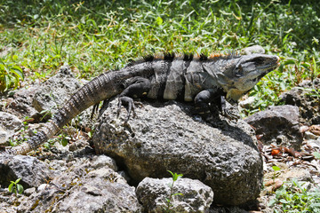 Iguanas of Mexico, easily found all over the island of Cozumel