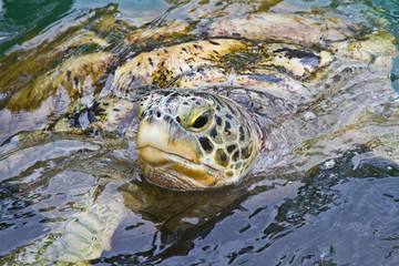 Turtle from the Turtle farm of the island of Grand Cayman 