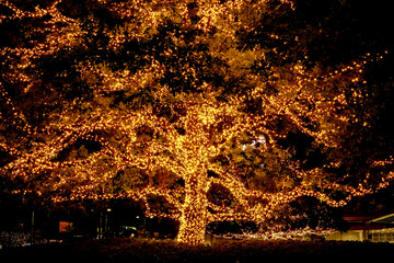Lamps light on tree : Decorative outdoor string lights hanging on tree in the garden at night time .
