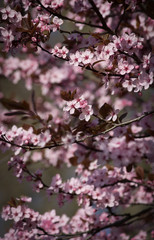 Obraz premium Plum Blossom Branches - beautiful bokeh