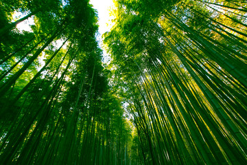 Obraz na płótnie Canvas bamboo Forest of Arashiyama , Kyoto ,Japan