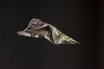 Anna's Hummingbird (Calypte Anna)in Flight