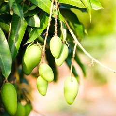 The bunch of young mangoes in the garden
