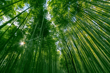 Fototapeta na wymiar Bamboo Forest of Arashiyama , Kyoto ,Japan