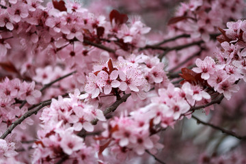 Plum Blossom Branches - beautiful bokeh