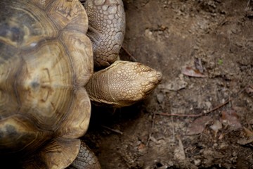 Obraz premium Turtle Head