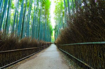 Fototapeta premium walkway of bamboo grove, Arashiyama, Kansai, Kyoto, Japan, landscape, landmark, nature and travel concept
