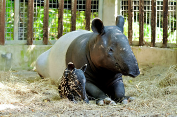 Mother and baby tapir