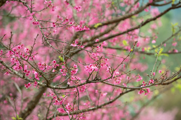 Wild Himalayan Cherry  background, Pink flowers background