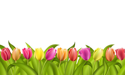 Isolated border on white with copy space of fresh red and orange spring tulips with green leaves