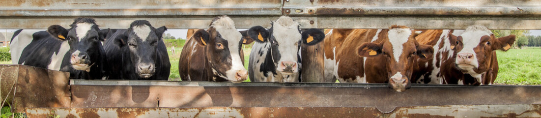 Obraz na płótnie Canvas cows standing in a row