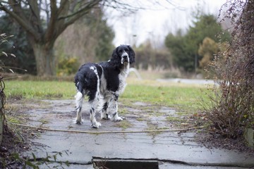 Springer spaniel in the garden
